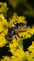 Eristalis dimidiata
