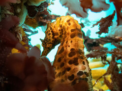 Hippocampus abdominalis
