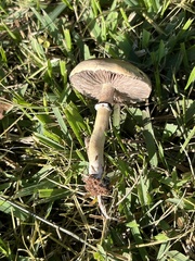 Psilocybe cubensis