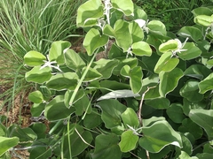Cissus