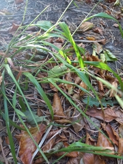 Brachypodium sylvaticum