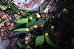 Ficus irisana