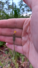 Xyris caroliniana