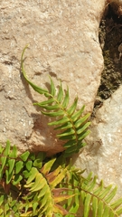 Pteris vittata