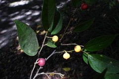 Ficus irisana