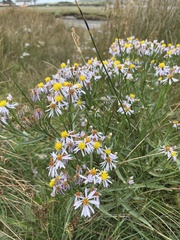 Tripolium pannonicum