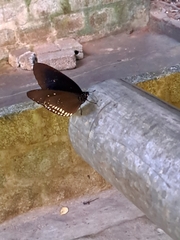 Euploea core