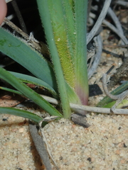 Anigozanthos humilis