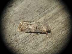 Agrotis bigramma