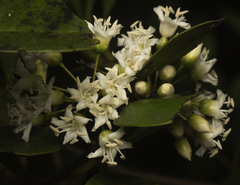 Aegiceras corniculatum