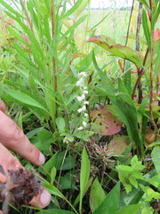 Spiranthes casei casei