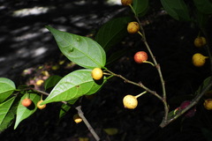 Ficus irisana