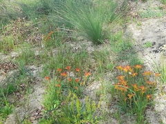 Anigozanthos humilis