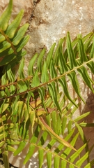 Pteris vittata