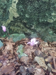 Cyclamen hederifolium