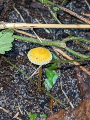 Mycena crocea