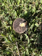 Psilocybe cubensis