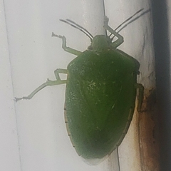Chinavia hilaris