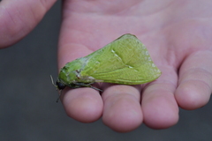 Aenetus virescens