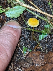 Mycena crocea
