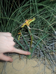 Anigozanthos humilis