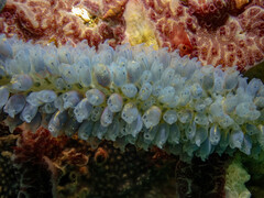 Clavelina