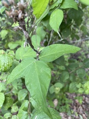 Centrosema virginianum
