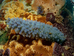 Clavelinidae