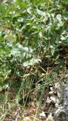 Cleistogenes serotina