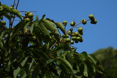 Sapindus mukorossi