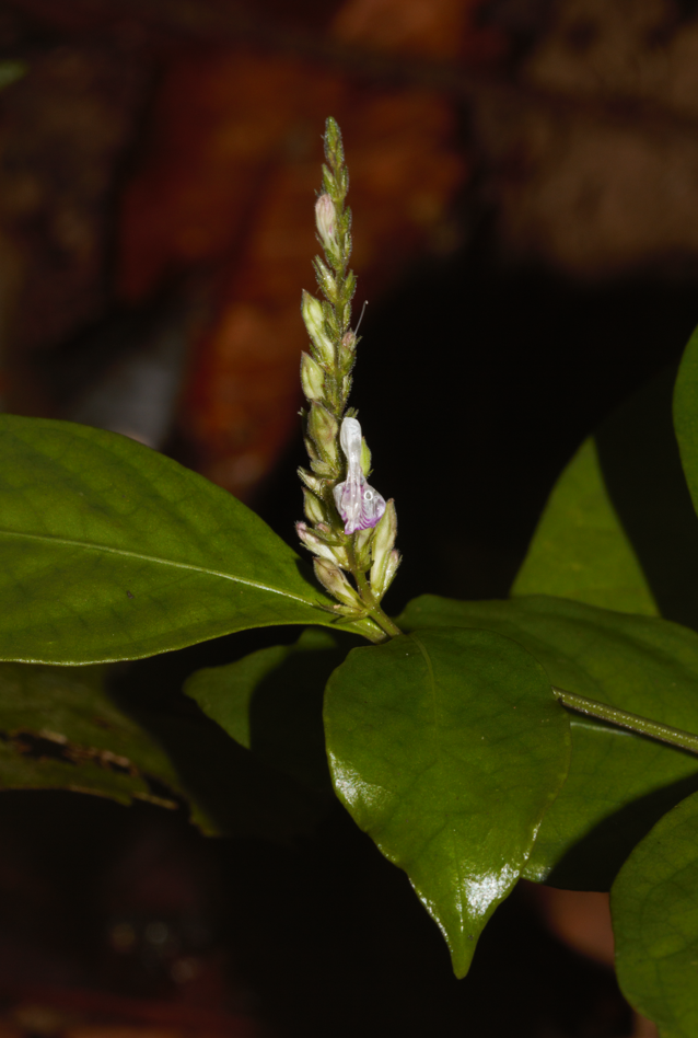 Justicia prevostiae (Justicia prevostiae)
