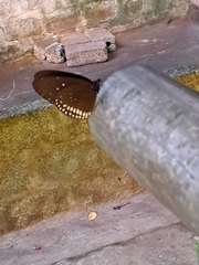 Euploea core