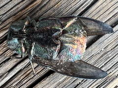 Chalcophora mariana massiliensis