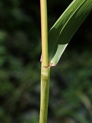 Elymus riparius