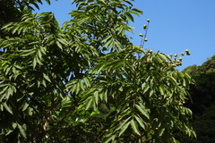 Sapindus mukorossi