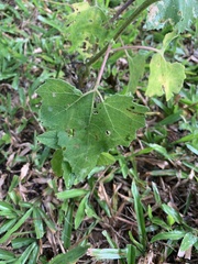 Rubus reflexus