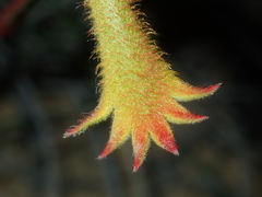 Anigozanthos humilis