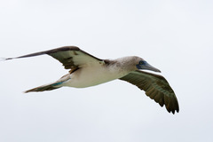 Blue-Footed Booby photo 3