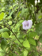 Centrosema virginianum