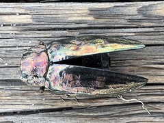 Chalcophora mariana massiliensis