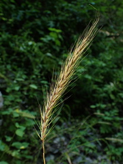 Elymus riparius