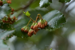 Nothofagus truncata