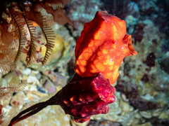 Pyura gibbosa