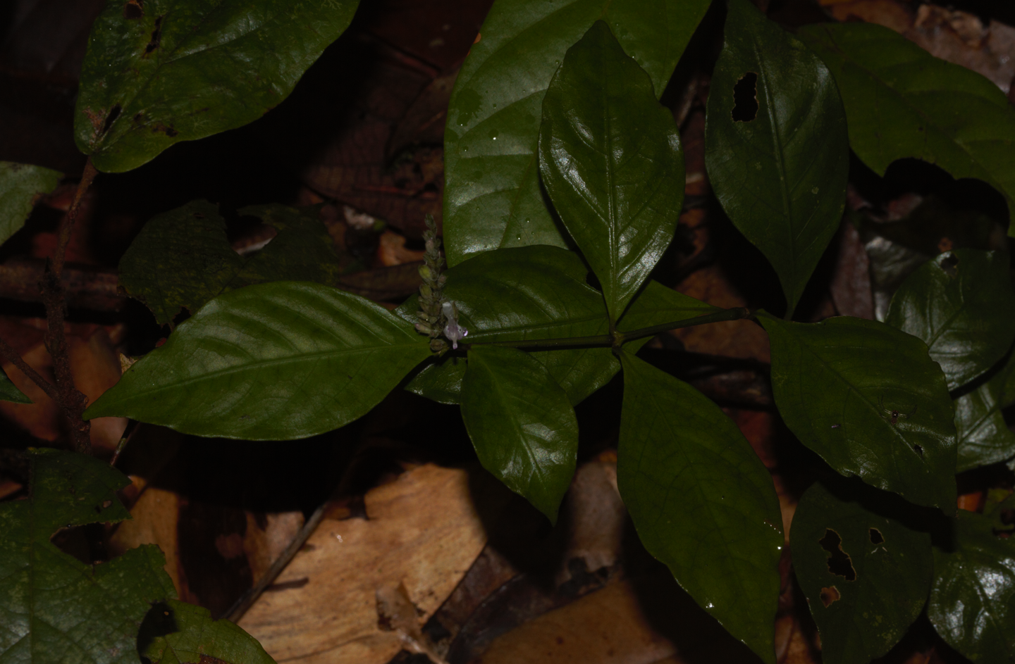 Image of Justicia prevostiae by (c) Guillaume Delaitre, some rights reserved (CC BY)