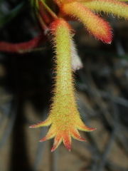 Anigozanthos humilis