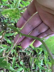 Rubus reflexus