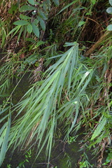 Arundo formosana