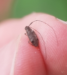 Hyperplatys maculatus