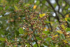 Nothofagus truncata