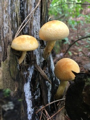 Pleuroflammula multifolia